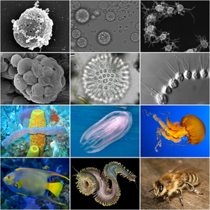 Holozoan diversity.png