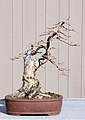 Honeysuckle bonsai 2-3-08.jpg