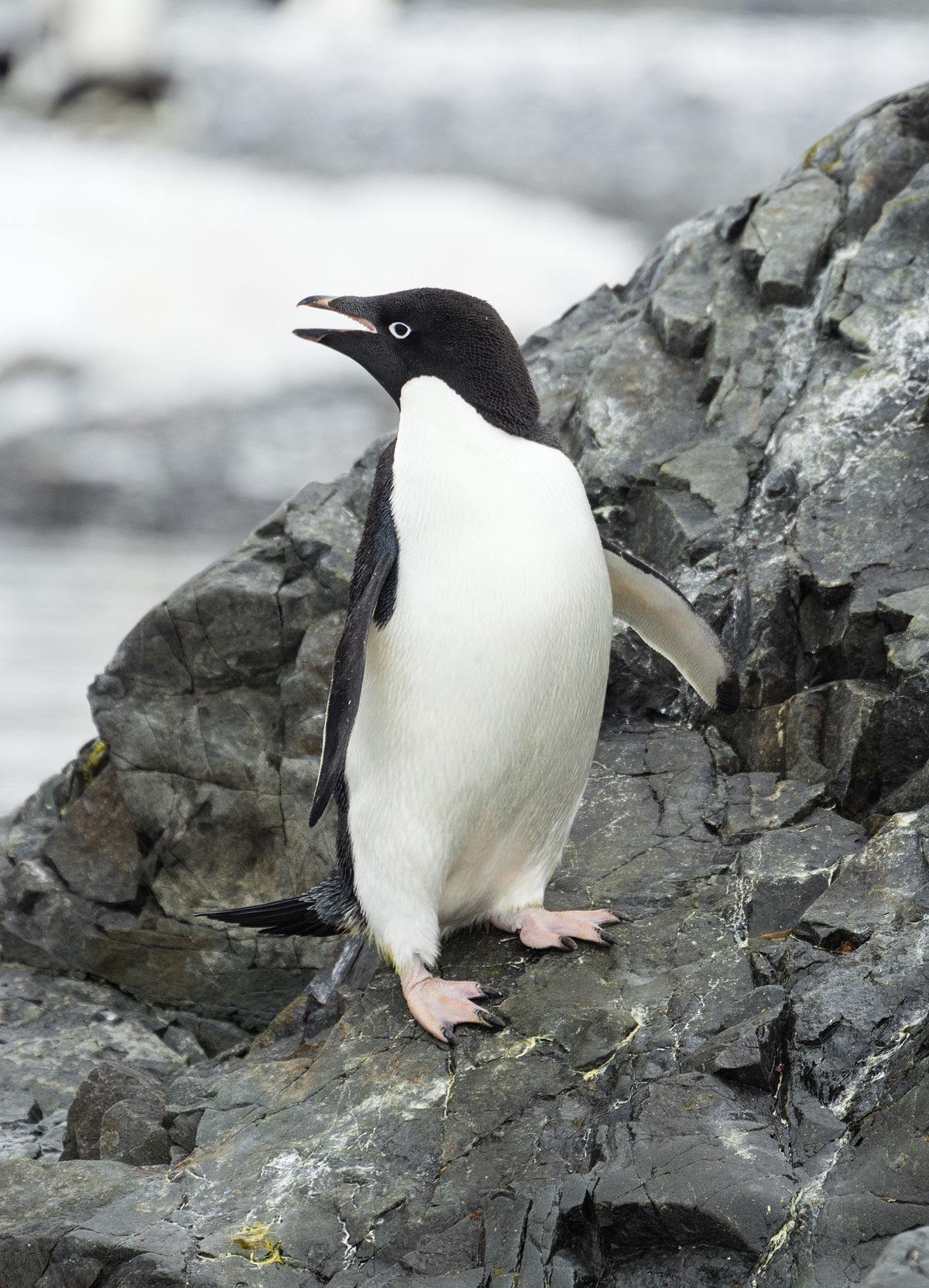 Adelie penguin afro