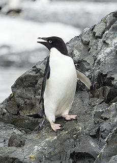 Hope Bay-2016-Trinity Peninsula–Adélie penguin (Pygoscelis adeliae) 04.jpg