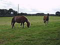Horse and foal - geograph.org.uk - 243137.jpg