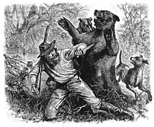 Hjū Glāsam uzbrūk grizlilācis, nezināma autora zīmējums no agrīna Amerikas preses izdevuma.