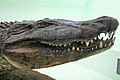 Nílusi krokodil (Crocodylus niloticus)