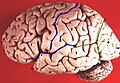 Lateral surface of left cerebral hemisphere. Central sulcus is numbered as "6".