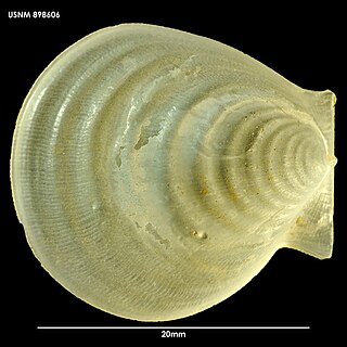 <i>Hyalopecten</i> Genus of bivalves