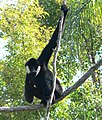 White-cheeked gibbon (Hylobates concolor)