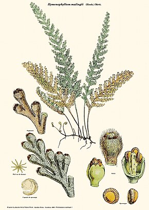 Bildebeskrivelse Hymenophyllum malingii (Hagebregner) .jpg.