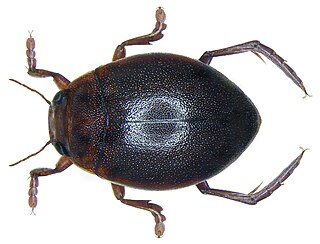 <i>Hyphydrus</i> Genus of beetles