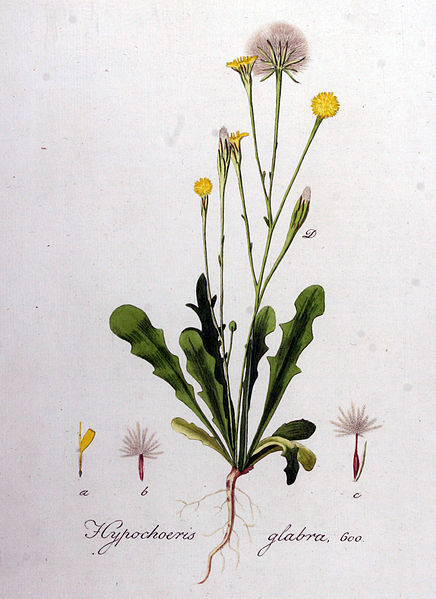 File:Hypochoeris glabra — Flora Batava — Volume v8.jpg