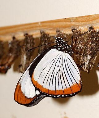 <i>Hypolimnas usambara</i> Species of butterfly