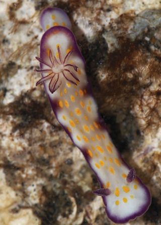 <i>Hypselodoris ghardaqana</i> Species of gastropod