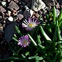 Miniatura para Delosperma harazianum