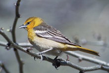 Baltimore Orioles - Wikipedia