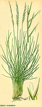 Illustration_Nardus_stricta0.jpg