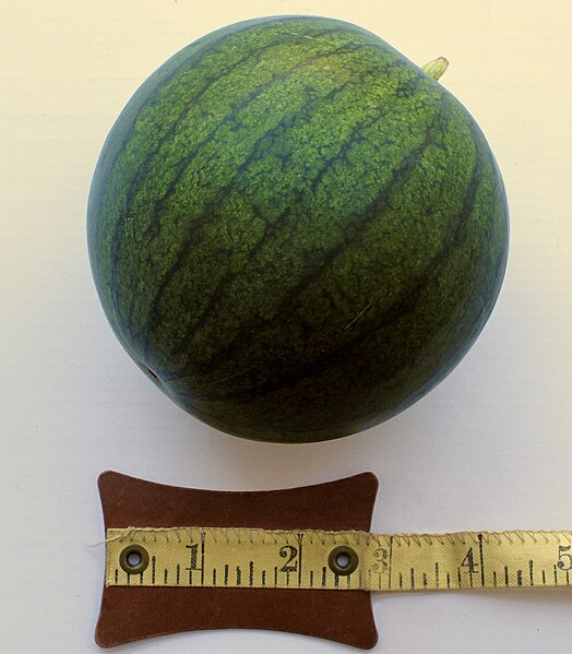 File:Immature watermelon.jpg