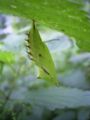 The larva transforms into a Pupa (or Chrysalis) by anchoring itself to a substrate and moulting for the last time. The chrysalis is usually incapable of movement, although some species can rapidly move the abdominal segments or produce sounds to scare potential predators.