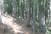 A glimpse of Indian Point Preserve Trail, a rural enclave in Ellsworth Indian Point Preserve Trail, Ellsworth, ME IMG 2357.JPG