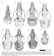 Indonesian Rat Skulls.png