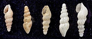 <i>Inodrillia prolongata</i> Species of gastropod