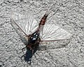 Français : Insecte près du Mont Ventoux en plaine.