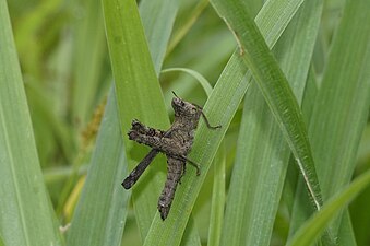 Unidentified Caelifera