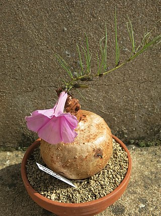 <i>Ipomoea holubii</i> Species of plant