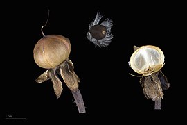 Ipomoea setosa, fruits and seeds, dried