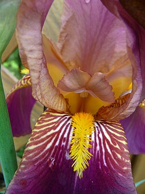 Iris HD.JPG