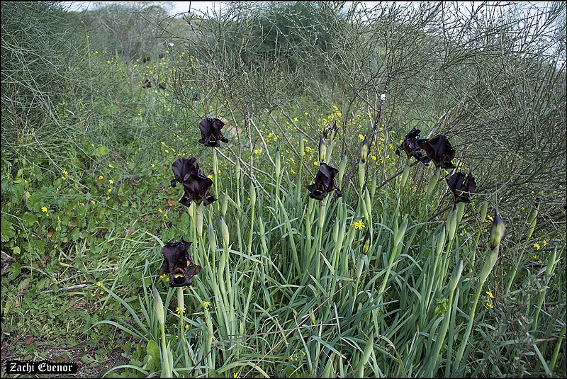 File:Iris atropurpurea IZE 12337.jpg