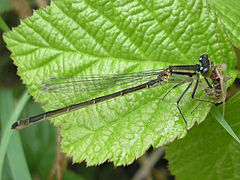 Ischnura elegans (female var infuscans) with prey 4.jpg