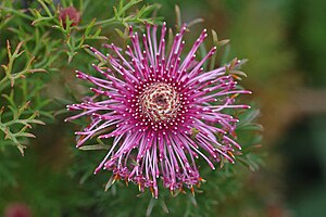 Isopogon formosus 2.jpg