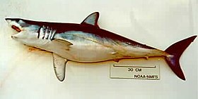 Tubarão-mako