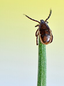 Mâle en position d'exploration de son environnement