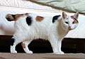 Manx (or Isle of Man) cat breed