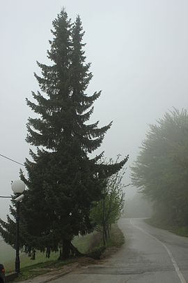 Jelova gora - Zlatibor.JPG
