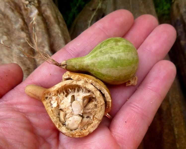 File:Jewelry gourd.jpg