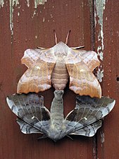 Mating pair of Poplar Hawk-moths (Laothoe populi)