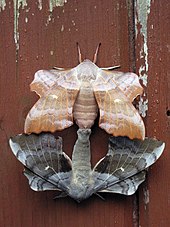 Mating pair of Laothoe populi (poplar hawk-moth) showing two different color variants Joined moths.JPG