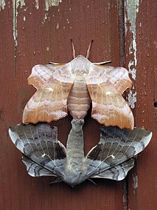 Moth: Moths as pests, Silk production, Attraction to light
