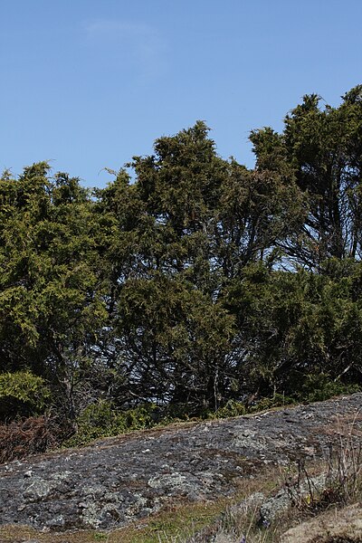 File:Juniperus maritima 6436.JPG