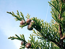 A branch of Phoenician juniper (Juniperus phoenicea). Juniperus phoenicea.jpg