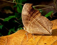 Junonia almana DSF kadavoor.JPG tarafından