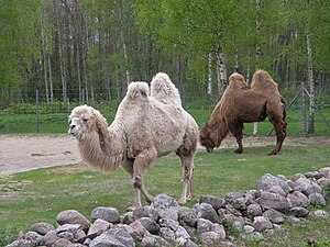 bactrische kamelen