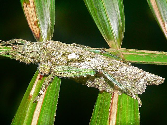 File:Katydid_(Tegra_novaehollandiae_immunis)_(7840924066).jpg