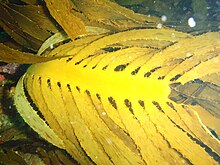 Ecklonia radiata at Middle Bank, Tsistikamma National Park Kelp at Middle Bank P2277214.JPG