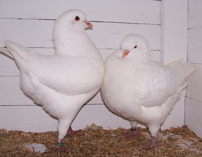 images of white pigeon