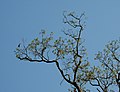 Kingfisher Bird on Tree.jpg