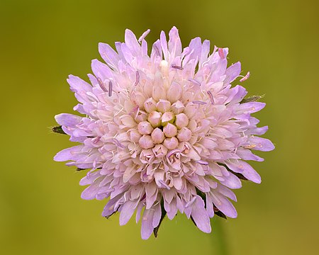 450px-Knautia_arvensis_inflorescence_%28top_view%29_-_Keila.jpg