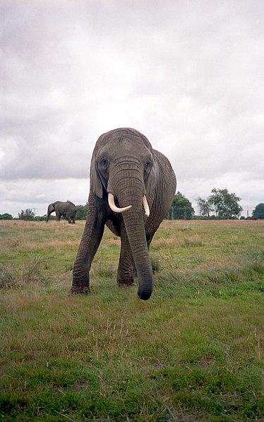 File:Knowsley Safari Park, Prescot - panoramio (4).jpg