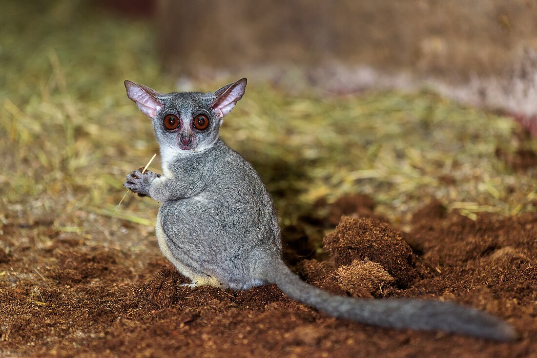 Lesser bushbaby